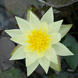 Nymphaea Plant Pygmaea Helvola