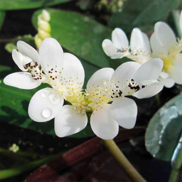 Buy Aponogeton distachyos Plant Online - Green plants & flowering plants