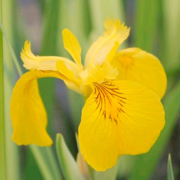Buy Iris pseudacorus variegata Plant Online - Green plants & flowering plants Buy Iris pseudacorus variegata Plant Online - Green plants & flowering plants