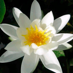 Nymphaea Plant Alba