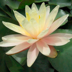 Nymphaea Plant Barbara Dobbins