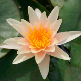 Nymphaea Plant Paul Hariot