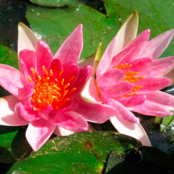 Nymphaea Plant Pygmaea Rubra
