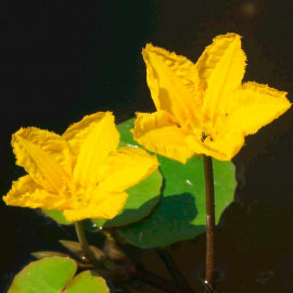 Nymphoides Peltata Plant
