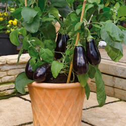 Aubergine F1 Scorpio Grafted Plants