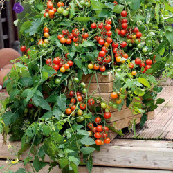 Grafted Tomato Plants F1 Lizzano