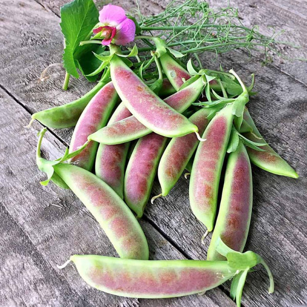 Buy Pea (Mangetout) Seeds Spring Blush Online - Green plants & flowering plants