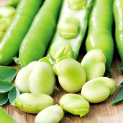 Broad Bean Seeds Aquadulce Claudia