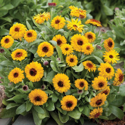 Calendula Seeds Bulls Eye