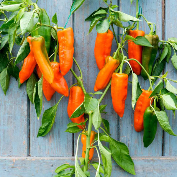 Buy Pepper Grafted Plants Orange Kiss Online - Green plants & flowering plants Buy Pepper Grafted Plants Orange Kiss Online - Green plants & flowering plants
