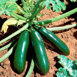 Courgette Plant Astia