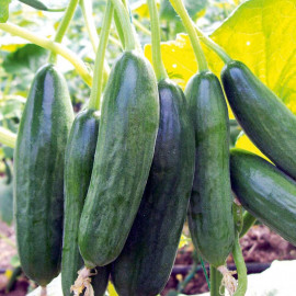 Cucumber Grafted Plant Mini Star