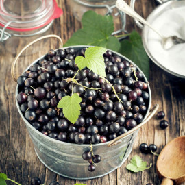 Blackcurrant Plant Ben More X 1