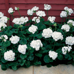 Geranium Seeds Vista Series White F2