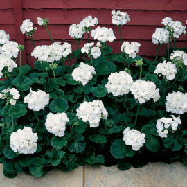 Geranium Seeds Vista Series White F2