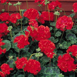 Geranium Seeds Vista Series Red F2