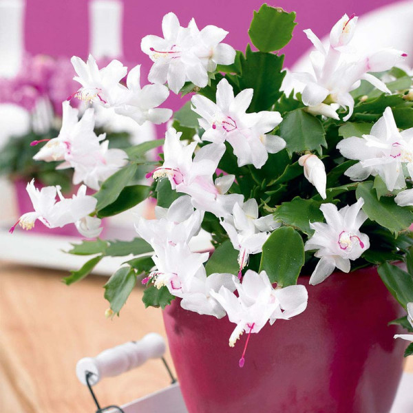 Buy Christmas Cactus Schlumbergia White Online - Green plants & flowering plants