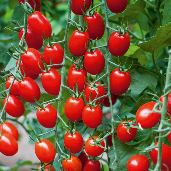 Buy Grafted Tomato Plants F1 Aviditas Online - Green plants & flowering plants