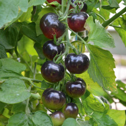 Grafted Tomato Plant the Black Tomato Indigo Rose
