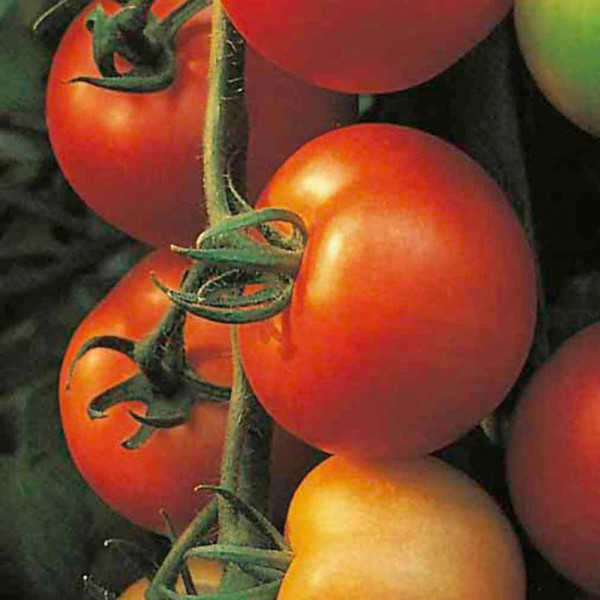 Buy Grafted Tomato Plant F1 Shirley Online - Green plants & flowering plants