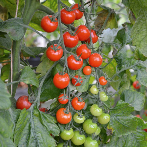 Buy Grafted Tomato Plant F1 Sweet Petit Online - Green plants & flowering plants