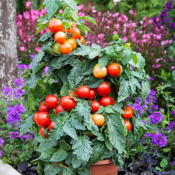 Buy Grafted Tomato Plant F1 Summerlast Online - Green plants & flowering plants