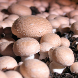 Mushroom Windowsill Kit Chestnut