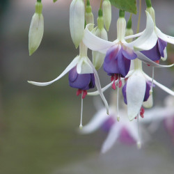 Fuchsia Plants Deltas Sarah