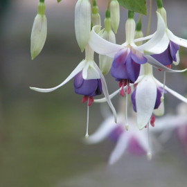 Fuchsia Plants Deltas Sarah