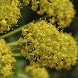 Allium Seeds Yellow Allium