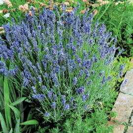Lavender Seeds Lady