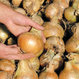 Onion Seeds Bedfordshire Champion