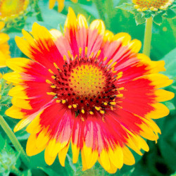 Gaillardia Plant Arizona Sun