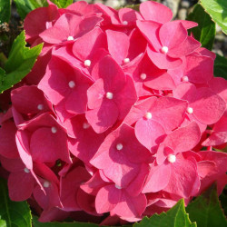 Hydrangea Macrophylla Plant Leuchtfeuer