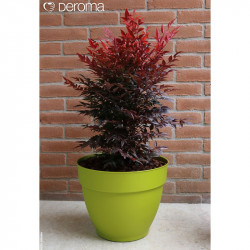 Ninfea Water Reservoir Planter 30cm Lime