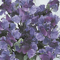 Sweet Pea Seeds Fragrant Skies