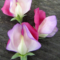 Sweet Pea Seeds Fire & Ice
