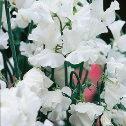 Sweet Pea Seeds White Leamington