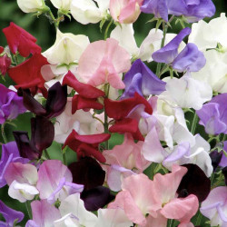 Sweet Pea Seeds Capricorn