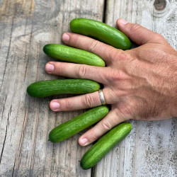 Cucumber Plants Green Fingers