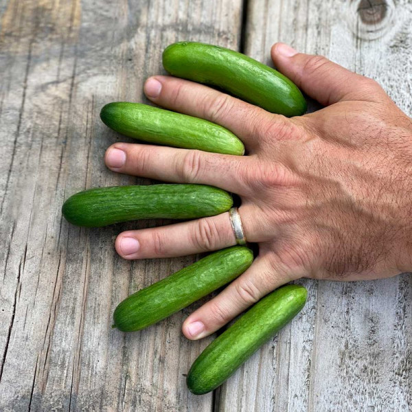 Buy Cucumber Plants Green Fingers Online - Green plants & flowering plants