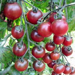 Tomato Grafted Plant Rosella
