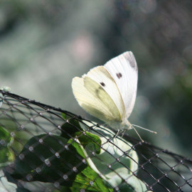 Butterfly Netting Rigid Plastic Mesh