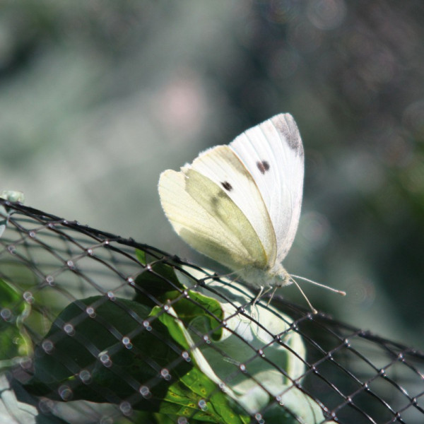 Buy Butterfly Netting Rigid Plastic Mesh Online - Against insects