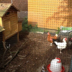 Poultry Extra Heavy Duty Side Netting