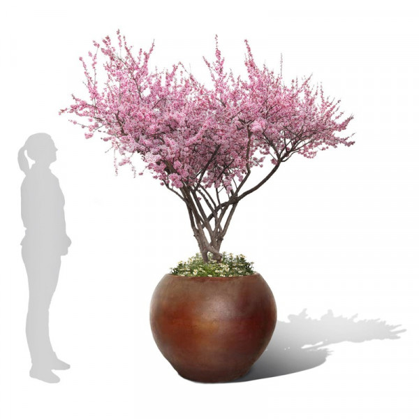 Buy Cueta Ironstone Pot Online - Flower Pots & Stands