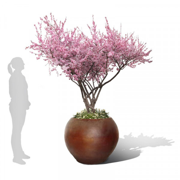Buy Cueta Ironstone Pot Online - Flower Pots & Stands Buy Cueta Ironstone Pot Online - Flower Pots & Stands