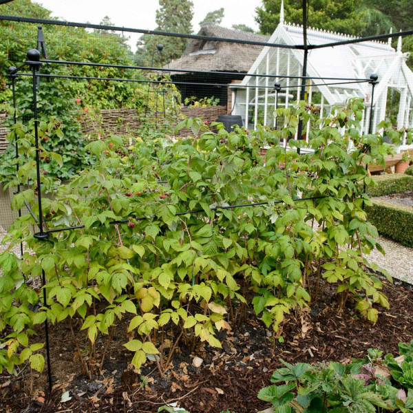 Buy Harrod Vintage Autumn Raspberry Frame Online - Plants & Plant Care