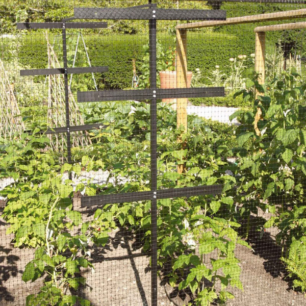 Buy Raspberry Protection And Support Frame Online - Plants & Plant Care