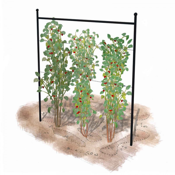 Buy Harrod Summer Raspberry Support Online - Plants & Plant Care